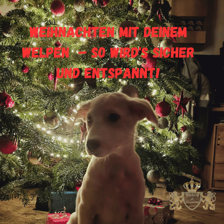 Weihnachten mit deinem Welpen 🎄🐾 – Sicher und entspannt durch die Festtage! Erfahre, wie du deinen Welpen sicher durch die aufregende Weihnachtszeit bringst – Tipps zu Sicherheit, Futter und Training! Hashtags: #Welpenliebe #Hundetraining #WeihnachtenMitHund #SicherheitFürWelpen #Hundeliebe #WelpenErziehung #FesttagsTipps #HundUndMensch #Weihnachtszeit #Hundebox #WelpenGesundheit #HundeSicherheit #WelpenFutter #WelpenGlück #HundUndFamilie