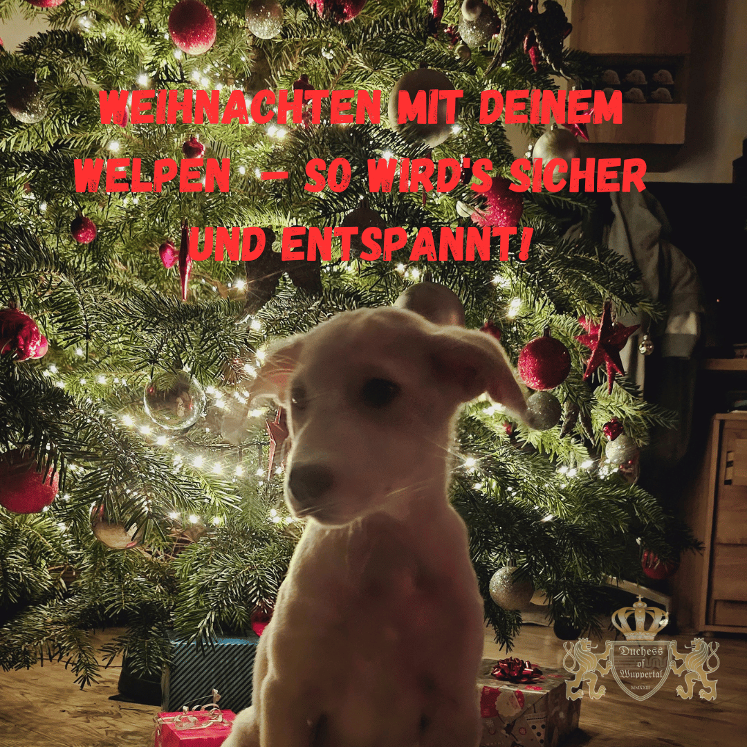 Weihnachten mit deinem Welpen 🎄🐾 – Sicher und entspannt durch die Festtage! Erfahre, wie du deinen Welpen sicher durch die aufregende Weihnachtszeit bringst – Tipps zu Sicherheit, Futter und Training! Hashtags: #Welpenliebe #Hundetraining #WeihnachtenMitHund #SicherheitFürWelpen #Hundeliebe #WelpenErziehung #FesttagsTipps #HundUndMensch #Weihnachtszeit #Hundebox #WelpenGesundheit #HundeSicherheit #WelpenFutter #WelpenGlück #HundUndFamilie