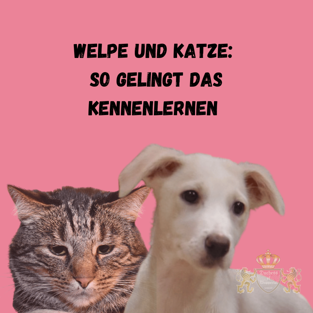 Welpe und Katze Welpe und Katze: So gelingt das Kennenlernen 🐶🐱 Erfahre, wie du deinen Welpen und deine Katze richtig zusammenführst und eine harmonische Beziehung aufbaust. Praktische Tipps für den besten Start! Welpe und Katze, Welpen und Katzen zusammenführen, Katze und Hund aneinander gewöhnen, Katzen und Welpen verträglich, Welpentraining mit Katze, Hund und Katze im Haushalt, Welpen und Katzen Sozialisierung, harmonisches Zusammenleben Hund und Katze, Welpe trifft auf Katze, Katzen und Hunde Tipps, Hundeerziehung mit Katze, Katze an Hund gewöhnen, Katze und Welpe kennenlernen, Haustiere aneinander gewöhnen, Welpen und Katzen Freunde, Tipps für Welpen und Katzen, Haustier Sozialisierung, Welpe zuhause, Katze Welpe Training, Welpe erste Begegnung mit Katze, Welpe sozialisieren, Katze sozialisieren, Katze und Hund Verhalten, Hund und Katze Körpersprache, Welpe und Katze spielen, Katze und Welpe Streit, Welpenrassen für Katzenhaushalt, Hund und Katze aneinander gewöhnen, Hund und Katze Pflege, Katzenfreundlicher Hund, Hund und Katze Tipps, Welpe zu Hause mit Katze, Katze und Hund friedlich, Hund Katze Regeln, Welpe in Katzenhaushalt, Haustiere zusammenbringen, Katze und Hund Freundschaft, Welpe und Katze erste Tage, Hund und Katze harmonisch, Welpe an Katzen gewöhnen, Welpe trifft Katze.