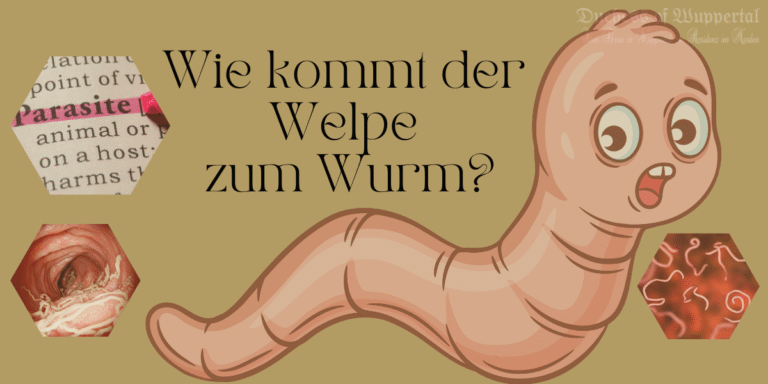 Du fragst dich sicher, wieso die kleinen, süßen Hundewelpen so früh schon Würmer haben können? 🧐 Tatsächlich tragen viele Hündinnen verkapselte Rundwurmlarven oder Spulwurmlarven in sich. Diese werden während der hormonellen Veränderungen in der Trächtigkeit aktiviert und gelangen in die Gebärmutter. Dort können sie die ungeborenen Welpen infizieren. Das klingt gruselig, ist aber wichtig zu wissen, denn ein starker Wurmbefall kann die Gesundheit und das Wachstum der kleinen Racker gefährden. Daher müssen Züchter die Welpen schon im Alter von zwei Wochen entwurmen und danach in regelmäßigen Abständen.: Entwurmung bei Welpen, Welpen Würmer, Wurmbefall Hund, Wurmmittel für Welpen, Wurmkur Hund, Welpen entlasten, Hundewelpen Entwurmung, Wurminfektion, Hunde Züchter, Parasiten Hund, Hundehaltung, Wurmpass für Hunde, Wurmbefall erkennen, Symptome Wurmbefall, Wurmkur Hunde, Hunde entlasten, Wurmprophylaxe, Wurmbehandlung, Welpen gesund halten, Hund gesund, Welpenbetreuung, Welpenerziehung, Hundetraining, Hundewohlbefinden, Tierarztbesuch, Wurminfektion vorbeugen, Muttertier entwurmen, Wurmkuren für Welpen, Wurmerkennung, Welpen Gesundheit, Wurmschutz Hund, Haustierpflege, Hundehygiene, Wurmtests Hund, Hundefutter, Hundevorsorge, Hundeverhaltensprobleme, Wurminfektionen vermeiden, Hundewelpen gesund