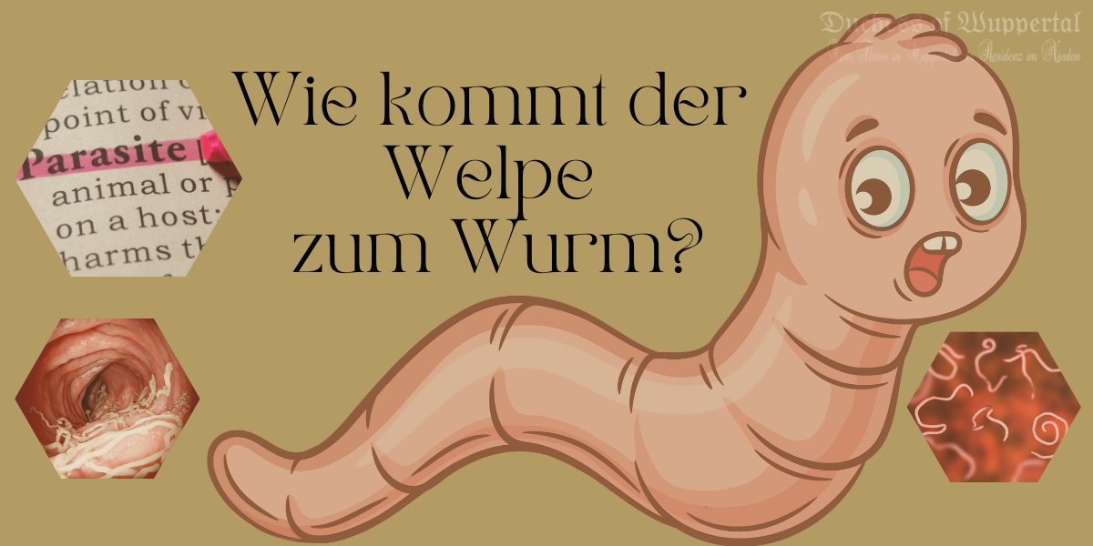 Du fragst dich sicher, wieso die kleinen, süßen Hundewelpen so früh schon Würmer haben können? 🧐 Tatsächlich tragen viele Hündinnen verkapselte Rundwurmlarven oder Spulwurmlarven in sich. Diese werden während der hormonellen Veränderungen in der Trächtigkeit aktiviert und gelangen in die Gebärmutter. Dort können sie die ungeborenen Welpen infizieren. Das klingt gruselig, ist aber wichtig zu wissen, denn ein starker Wurmbefall kann die Gesundheit und das Wachstum der kleinen Racker gefährden. Daher müssen Züchter die Welpen schon im Alter von zwei Wochen entwurmen und danach in regelmäßigen Abständen.: Entwurmung bei Welpen, Welpen Würmer, Wurmbefall Hund, Wurmmittel für Welpen, Wurmkur Hund, Welpen entlasten, Hundewelpen Entwurmung, Wurminfektion, Hunde Züchter, Parasiten Hund, Hundehaltung, Wurmpass für Hunde, Wurmbefall erkennen, Symptome Wurmbefall, Wurmkur Hunde, Hunde entlasten, Wurmprophylaxe, Wurmbehandlung, Welpen gesund halten, Hund gesund, Welpenbetreuung, Welpenerziehung, Hundetraining, Hundewohlbefinden, Tierarztbesuch, Wurminfektion vorbeugen, Muttertier entwurmen, Wurmkuren für Welpen, Wurmerkennung, Welpen Gesundheit, Wurmschutz Hund, Haustierpflege, Hundehygiene, Wurmtests Hund, Hundefutter, Hundevorsorge, Hundeverhaltensprobleme, Wurminfektionen vermeiden, Hundewelpen gesund
