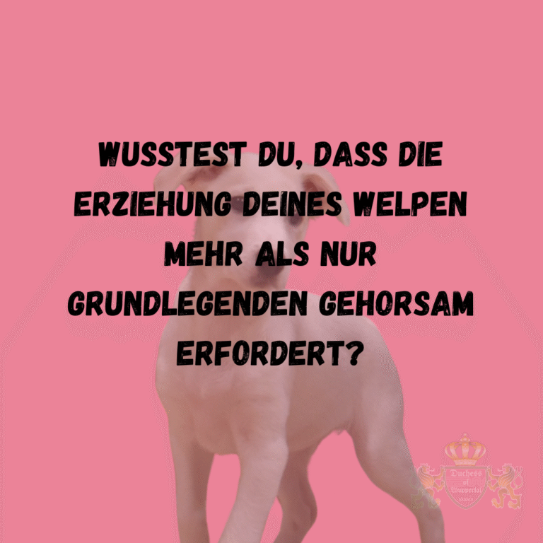Die Pflege deines Welpen ist ein wesentlicher Bestandteil seiner Gesundheit und seines Wohlbefindens. In dieser Schritt-für-Schritt-Anleitung erfährst du, wie du die perfekte Pflege für deinen Welpen sicherstellen kannst, damit er glücklich und gesund bleibt. Finde heraus, wie du die perfekte Pflege für deinen Welpen sicherstellst – eine einfache Schritt-für-Schritt-Anleitung für gesunde und glückliche Welpen. Perfekte Pflege für deinen Welpen, Welpenpflege Anleitung, Welpen richtig pflegen, Pflege für Welpen, Welpen Fellpflege, Welpen Ohrenpflege, Pfotenpflege Welpen, Welpenpflege Schritt-für-Schritt, Welpenpflege Tipps, Welpen sauber halten, Welpen baden, Welpen Pflegeprodukte, Welpen Zahnpflege, Welpen Krallen schneiden, Fellpflege Welpen, Hygiene für Welpen, Welpen waschen, Welpen gesund pflegen, Pflege Routine für Welpen, Welpenpflege zuhause, Gesundheit und Pflege Welpen, Welpen Pflege und Hygiene, Welpen pflegen leicht gemacht, Welpen richtig baden, Welpen bürsten, Welpen waschen Anleitung, Hundewelpen Pflege, Welpenpflege Ratgeber, Tipps für die Pflege von Welpen, Pflegebedarf für Welpen, Welpenpflege Set, Welpenpflege regelmäßig, Hundepflege für Welpen, Welpen Pflege Essentials, Welpen Fell richtig pflegen, Welpenpflege ohne Stress, Welpen pflegen Training, Welpenpflege Hygieneplan.