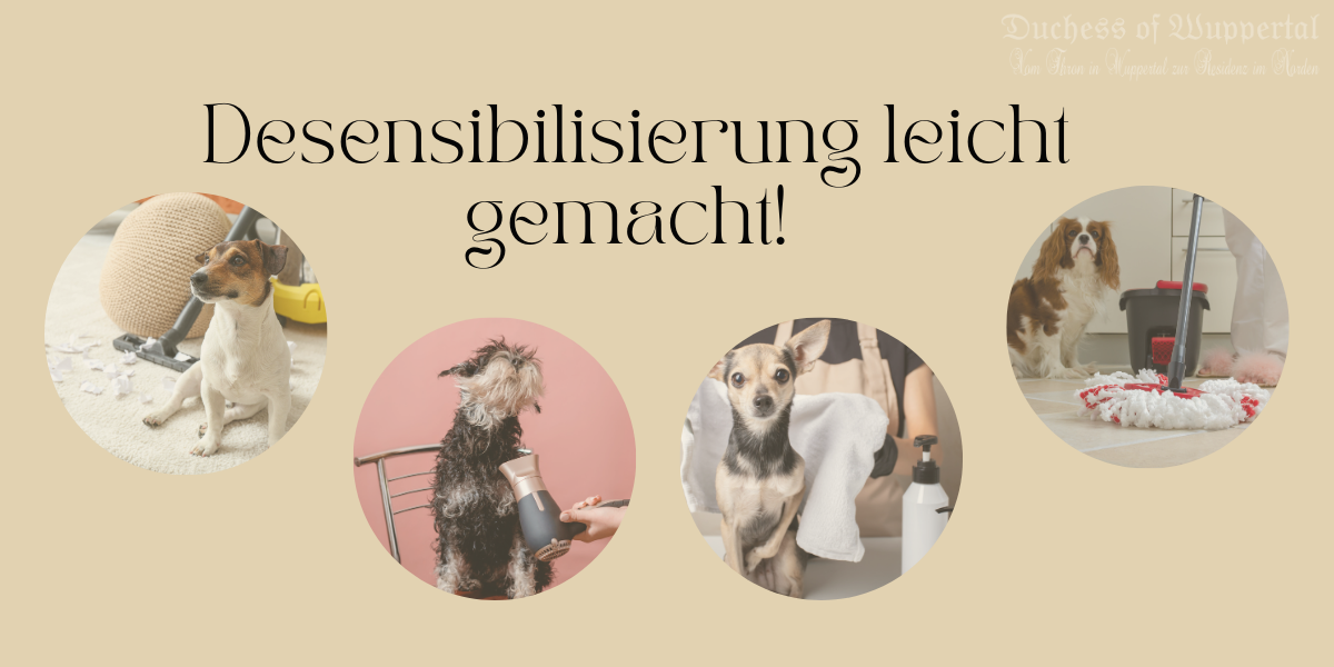 Widerstandsfähige Welpen – Desensibilisierung leicht gemacht! 🐾💪 Du willst, dass Dein Welpe mit den Geräuschen des Alltags cool umgeht, oder? Ob Staubsauger, Föhn oder das wilde Kinderlachen – Desensibilisierung ist der Schlüssel, um einen ausgeglichenen Vierbeiner großzuziehen, der auch bei plötzlichen Schreckmomenten ruhig bleibt. Was genau ist Desensibilisierung und wie startest Du damit? Keine Sorge, ich erkläre es Dir ganz einfach! Desensibilisierung bei Welpen, Geräuschtraining Welpen, Welpentraining, Haushaltsgeräte Hund, Hund an Geräusche gewöhnen, Föhntraining Hund, Staubsauger Hund, Welpen an Lärm gewöhnen, Geräuschkonditionierung, Welpe Sozialisation, Welpenaufzucht, Hundeerziehung, Hunde sozialisieren, Hundetraining zu Hause, Angst vor Geräuschen Hund, Welpenangst, Vertrauen aufbauen Welpe, Gehorsamstraining Welpen, Welpenfütterung, nervöse Welpen beruhigen, Desensibilisierung Training, schrittweise Desensibilisierung, Welpenerziehung Alltag, Geräusche und Welpen, Welpenzucht Tipps, Sound Desensibilisierung, Welpe Angst Staubsauger, Stressabbau Welpe, Alltagsgeräusche Hund, positive Verstärkung Hund, Belohnungssystem Hund, Welpenpflege, Training für Welpen, wie trainiert man Welpen, Welpe Haushalt, Welpengesundheit, Geräuschangst Hund, Angst vor lauten Geräuschen Hund, Fütterungstraining Welpe, Futtermotivation Hund, Vertrauen Hund aufbauen, Training gegen Geräuschangst.