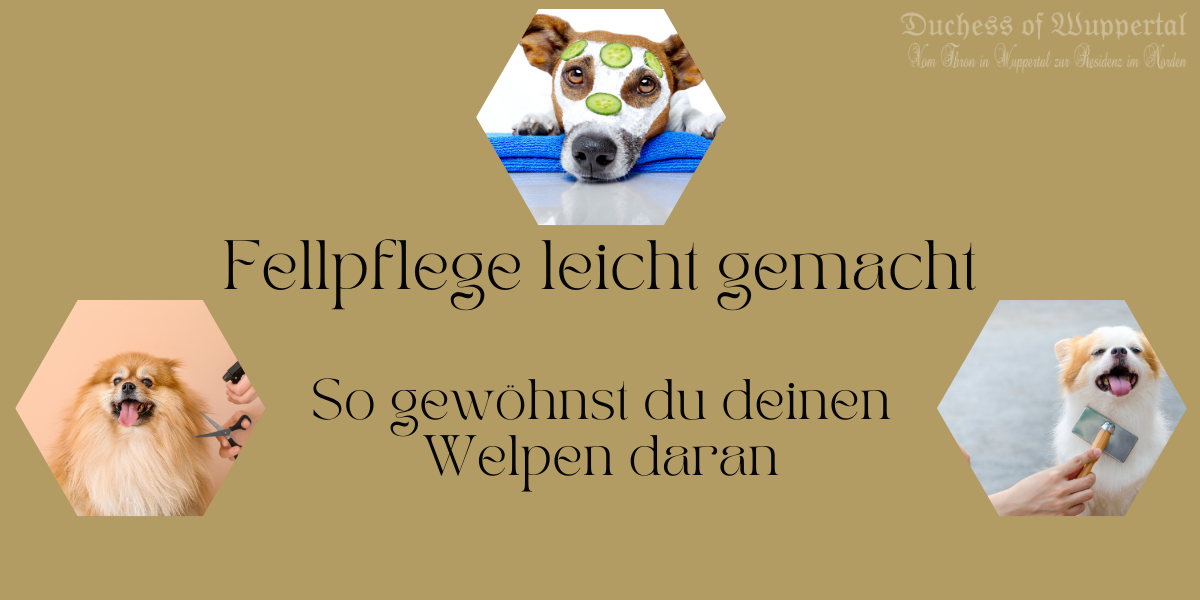 Welpenpflege, Fellpflege Hund, Fell bürsten, Welpe baden, Krallenschneiden, Hundezähne putzen, Hundepflege Tipps, Bürsten für Welpen, Hund baden, Hund trimmen, Welpen Zahnpflege, Ohrenpflege Hund, Hund erziehen, Welpenpflege Bürste, Hund Fellpflege, stressfreie Fellpflege, Hund pflegen lernen, Zahnpflege Hundewelpe, Hundeshampoo, Hund Schermaschine, Welpe Dremel, Welpenfutter, Welpen beruhigen, Hund lecken Bürste, Hundehaare bürsten, Welpenkrallen schneiden, Hund Shampoo, Pflegehund, Pflegebedarf Hund, Welpenhaut, Zahnbürste Hund, Hund pflegen, Hundefriseur, Hundeschermaschine, Leckerli für Welpen, Hundesalon, Welpengesundheit, Hundekrallen kürzen, Hund beruhigen, Hundetraining Pflege, Hundekrallen Dremel