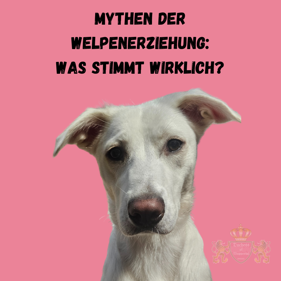 Entdecken Sie die Wahrheit hinter gängigen Mythen über die Welpenerziehung und lernen Sie, wie Sie Ihren Welpen richtig erziehen. Die Welpenerziehung ist von vielen Mythen umgeben, die Hundebesitzer oft verwirren. In diesem Artikel entlarven wir die häufigsten Mythen über die Welpenerziehung und zeigen, was wirklich funktioniert. Mythen über die Welpenerziehung, Welpen Mythen, Welpenerziehung Mythen entlarven, Hund Mythen, Erziehungsmythen Welpen, Welpen richtig erziehen, Welpenerziehung Wahrheiten, Mythen Hundetraining, Irrtümer Welpenerziehung, Welpen Erziehung Fehler, Welpen Mythen und Fakten, Hundewelpenerziehung Tipps, Hundetraining Mythen aufklären, Welpen Mythen entlarven, Welpenerziehung Fakten, Hund Erziehungsmythen, Hundetraining Irrtümer, Welpen Mythen aufdecken, Welpen Erziehungsfehler vermeiden, Welpen richtig trainieren, Welpen Verhalten verstehen, Welpen Irrtümer, Hundetraining Mythen, Welpenerziehung Tipps und Tricks, Welpen richtig erziehen, Welpen Mythen und Wahrheiten, Hundetraining Fakten, Erziehungstipps für Welpen, Welpenverhalten Mythen, Welpen Missverständnisse, Welpenerziehung richtig gemacht, Welpenerziehung Irrglauben