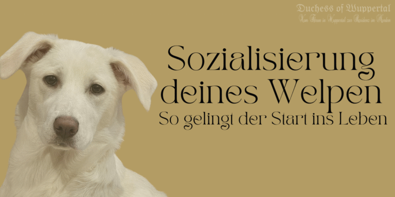 Umzug mit Haustieren, Tipps für Haustierbesitzer, stressfreier Umzug, Haustiere im Umzug, Kimba und Duchess, Umzugsvorbereitung, Hund und Katze umziehen, neue Wohnung für Haustiere, Kauspielzeug für Hunde, Katzen während des Umzugs, Hundeerziehung, Katzenverhalten, Umzugstricks für Haustierbesitzer, Umzug für Hunde und Katzen, ruhiger Umzug mit Tieren, Umzugskartons und Haustiere, Haustiere umziehen, Haustierfreundliche Umzüge, stressfreies Leben mit Haustieren, Haustierbetreuung beim Umzug, Leben mit Hunden und Katzen, neue Umgebung für Haustiere, Umzugstipps für Hundebesitzer, Tipps für Hundetraining, Umzugshelfer für Haustiere, Haustierpflege im Stress, entspannter Umzug mit Tieren, Umzugserfahrungen mit Tieren, Umzugsgeschichten, Umzug und Tierbetreuung, Haustiere sicher im Umzug, Stressreduktion für Haustiere beim Umzug, neue Heimat für Tiere, Kimba und Duchess beim Umzug. Duchess im Lieblinkspark, Schniewindscher Park, Hund und Krähen, entspannter Hundetag, Hundebegegnungen im Park, Duchess mit anderen Hunden, Krähen im Park, Hund und Natur, entspannte Zeit mit Hund, Hundeliebe im Park, Parkabenteuer mit Duchess, Lieblinkspark Elberfeld, Hund und Katze Freundschaft, Balisto der Kater, Ausflüge mit Hund, Hund im Freien, entspannter Parkbesuch, Hund und Vögel beobachten, Natur mit Hund, Hund und Krähen Abenteuer, freundlicher Hund, Duchess im Freien, entspannte Spaziergänge, Hund und Freundschaft, Hund und Katze Abenteuer, Leben mit Hund, Hund und Naturerlebnis, Erlebnisse im Lieblinkspark, Hundetraining im Park, entspannte Stunden im Park, Parkspaziergang mit Hund, Ausflüge mit Hund und Katze. Duchess auf den Rheinwiesen, Düsseldorf Rheinwiesen, Krähenjagd mit Hund, Hund jagt Krähen, Rheinwiesen Düsseldorf mit Hund, Hundesozialverhalten, Duchess und andere Hunde, Balisto und Duchess, Hund und Katze Freundschaft, Duchess und Balisto, Freundschaft zwischen Hund und Katze, Hund jagt Vögel, Krähen und Hunde, Ausflug mit Hund Düsseldorf, Hundewiesen Düsseldorf, Rheinwiesen für Hunde, Duchess und ihre Freunde, Krähenjagd auf den Wiesen, Balisto umgarnt Duchess, Katze und Hund verstehen sich, tierische Freundschaften, offene Hunde, Duchess Freundlich zu Hunden, Hund und Katzenbeziehung, Freundschaft zwischen Haustieren, Rheinwiesen Düsseldorf Krähen, Hundeausflug Düsseldorf, Hunde und Krähen, Duchess und Düsseldorf, Balisto schmiegt sich an Duchess, Tiere kuscheln, lustige Tierfreundschaften, Katze schmiegt sich an Hund, Alltag mit Duchess und Balisto, Rheinwiesen und Hunde, Hundeabenteuer Rheinwiesen, Duchess und ihre Abenteuer, Hund jagt Krähen Düsseldorf. Entspannte Woche, Umzugsruhe, Ruhe vor dem Umzug, Entspannte Hunde, Duchess und Kimba, Alltag mit Hunden, normales Leben mit Hunden, Kündigung Wohnung, Umzugsvorbereitung, Hunde entspannen, Hundealltag, Gassirunden, Hundetraining, normale Woche mit Hunden, Hundepause, Ruhephase mit Hunden, ruhiger Hundealltag, keine besonderen Vorkommnisse, Hunde und Ruhe, Entspannung für Hunde, Vorbereitungen für den Umzug, Ruhe für Duchess und Kimba, entspannte Zeit mit Hunden, Hunde und Alltag, ruhige Gassirunden, Alltag mit Duchess, Alltag mit Kimba, entspannte Hundezeit, keine besonderen Hundeevents, normale Woche mit Haustieren, hundefreundliche Wohnungskündigung, Entspannungspause für Hunde, Vorbereitungen auf den Umzug, Hundepause vor dem Umzug, keine Hunde-Eskapaden, normale Woche ohne Action, ruhige Hundetage, Wohnungskündigung und Umzug, Umzugsplanung mit Haustieren, Entspannung für Haustiere, Hundealltag vor dem Umzug, Umzug nach Norden, neues Zuhause für Duchess, Leben in Norden, Umzug mit Hunden, Wattenmeer, frische Luft Norden, Hunde und Wattenmeer, Hunderegister Niedersachsen, neues Leben für uns, Hausärztliche Versorgung Norden, Umzugstermin 22.10.2024, Urlaub vs. Leben in Urlaubsregion, Natur im Norden, Umzug mit Kimba, neues Revier für Duchess, Niedersachsen Hunderegister, Hundebesitzer in Norden, Hundetraining im Norden, Hundewanderungen Wattenmeer, frische Luft für Hunde, klimatisches Leben im Norden, Hundebesuch in Norden, zentralisiertes Hunderegister, Neubeginn in Urlaubsregion, Umzugserfahrungen mit Haustieren, Hundetraining in Urlaubsregion, Umzugserfahrung mit Duchess, familiäre Veränderungen durch Umzug, freundliches Klima für Hunde, Nordsee und Hunde, Leben in Niedersachsen, Umzug in die Natur, Revierwechsel für Hunde, Hundebetreuung nach Umzug, Umzug mit Haustieren, Hunderegister Deutschland, Haustiere und Umzug, Hundefreundliches Norden, neues Leben für Duchess, neue Umgebung für Kimba, Haustierfreundliches Niedersachsen, Abenteuer Umzug mit Hunden Duchess im Exil, Hund Umzug, Haustiere im neuen Zuhause, Wuppertal Hund, neues Zuhause mit Hund, Hundebesichtigung, neues Haus mit Hund, Hund in Norden, Duchess, Hund und Umzug, Kimba und Duchess, Hund und Katze zusammen, Haustier harmonisch zusammenleben, Hundebetreuung, Hundeblog, Umzug mit Hunden, Hund im Fokus, Hund und Stadtwechsel, Hundeliebe, Hundeerziehung, Hund sozialisieren, neue Umgebung für Hund, Hundestress vermeiden, Hundekumpels, Haustiere integrieren, Umzug mit Haustieren, Wuppertaler Hund, Hundebesitzer in Wuppertal, Hundetraining im neuen Zuhause, Hundesozialisierung, Hund im Mittelpunkt, Hundetraining und Umzug, Hundeverhalten bei Umzug, Hund im neuen Haus, Hund und Katzen im neuen Heim, Hundebetreuung Tipps, Hunde und Katzen zusammenführen, stressfreier Umzug mit Hund, stressfreier Umzug mit Haustieren, Wuppertal Umzug mit Hund, harmonisches Zusammenleben Haustiere, Hund und Wohnungssuche Abschied von Duchess, Besuch Norddeich, Kimba und Duchess, Hundebetreuung Wuppertal, Duchess im Zug, Rückfahrt mit Hund, Hundetipps Zugreise, Oldtimerausstellung Norddeich, Hundewelpe Erziehung, Duchess und Kimba, Hund Sozialisierung, Duchess Erfahrung Zug, Hund an Autos gewöhnen, Welpentraining Norddeich, Hundeverhalten Tipps, Welpenfreundschaft, Wiedersehen Hund und Katze, Welpe Zugfahrt, Kimba Reaktion, Duchess Hundebesuch, Verabschiedung Hund, Hundetraining Wuppertal, Kimba Duchess Begrüßung, Duchess Reaktion Abschied, Hundeverhalten Besuch, Hund in Norddeich, Oldtimerausstellung mit Hund, Besuchstage mit Hund, Hund an Reisen gewöhnen, Hund und Welpe Freundschaft, Duchess und Norddeich, Rückfahrt mit Welpe, Hundesozialisierung, Abschied Pipi Augen, Oldtimer Wuppertal, Hundebetreuung Norddeich, Duchess und Dennis, Hund und Verabschiedung, Besuchstage Hund, Hundereisen Planung, Hundeausflug Norddeich, Besuch und Verabschiedung Hund #ErsteTageDuchess #WärmeUndGeborgenDuchess der Hund Hundebesuch mit Duchess Duchess in Norddeich Urlaub mit Duchess Duchess am Hundestrand Duchess im Zug Zugreise mit Duchess Duchess und ihre Abenteuer Duchess und Familienzeit Duchess beim Hundetraining Duchess bei Oma Biggi Duchess und Kimba Duchess’ Urlaubserlebnisse Duchess im Urlaub Duchess am Strand Hundeurlaub mit Duchess Duchess’ Reise nach Norddeich Duchess und die Nordsee Duchess erkundet Norddeich Duchess und die Ferienwohnung Duchess am Hundestrand Norddeich Duchess beim Spielen Duchess’ Strandtage Duchess und die Zugfahrt Duchess und die Natur Duchess im Familienurlaub Duchess auf Reisen Duchess und Dennis Duchess’ Lieblingsorte in Norddeich Duchess und ihre neuen Freunde heit #DuchessSanfterStart #WelpenLiebe #KuscheligeTage #DuchessErfahrungen #GeborgenheitFürWelpen #SanfteEingewöhnung #DuchessZuhause #WelpenWohlfühlen #KleineDuchess #NeuesWelpenleben #DuchessErsteMomente #WarmeBegrüßung #DuchessLebensstart #WelpenGeborgenheit #BehaglicheMomente #DuchessUndFamilie #WelpenWärme #DuchessSanfteMomente #KuscheligeWelpen #WelpenEingewöhnung #DuchessKuschelzeit #WarmesZuhause #WelpenWohlfühlstart #DuchessLiebe #DuchessErsteTage Bootsausflug mit Hund, Hundebootsausflug, Park Stadsblokken, Hund und Boot, Hundeausflug Niederlande, Urlaub mit Hund, Hundeabenteuer, Hundespaß im Park, Hunde und Boot, Bootsfahrt mit Hund, Kimba und Duchess, Hundetag im Park, entspannt mit Hund reisen, Hundesozialisierung, Hundeausflug planen, Hundebegleiter auf Reisen, stressfreie Bootsfahrt mit Hund, Bootstour mit Hund, Hunde spielen im Park, Tipps für Hundeausflüge, Hundetrainingsmethoden, Hund und Wasser, hundefreundliche Parks, Bootstour mit Welpen, Welpenerziehung unterwegs, Tipps für Ausflüge mit Welpen, Hundetipps für Anfänger, Hund auf Reisen, Hund im Urlaub, Hund und Natur, Reisen mit Hund, Hund und Umwelt, Welpe auf Entdeckungstour, stressfreie Zugfahrten mit Hund, Hund und Zugfahrt, Reisetipps für Hundehalter, Hund im Zug, Welpe auf Boot, Training für Hundeausflüge, Hundeblog, Hund auf Bootstrip Wohnungsbesichtigung in Norden, neues Zuhause mit Hunden, Norder Tief, Naturschutzgebiet Langhäuser Tief, Traumwohnung für Hundebesitzer, Haustiere und neues Zuhause, mündliche Zusage Wohnung, Umzug mit Hunden, ideales Zuhause für Hunde, perfekte Wohnung für Haustiere, Wohnung mit großem Garten, ruhige Wohnung mit Haustieren, Hundespaziergang Norder Tief, Wohnungssuche mit Hunden, Haustierfreundliche Wohnung Norden, ideale Wohnung für Hundeliebhaber, Familienwohnung mit Haustieren, hundefreundliches Zuhause, mündliche Zusage Wohnungsbesichtigung, Leben mit Hunden, Wohnung für Katzen und Hunde, Naturspaziergang mit Hund, lange Zugfahrt mit Hunden, Gruppenkuscheln auf der Couch, Erkundungstour mit Hunden, neues Zuhause in Norden, Familie mit Haustieren, neue Wohnung mit Haustieren, Hundeerziehung im neuen Zuhause, perfekte Wohnung für Duchess und Kimba, Haustierglück im neuen Zuhause, tierfreundliches Wohnen in Norden, Norder Tief und Haustiere, Zugreise mit Haustieren, lange Zugfahrt mit Hunden, hundefreundliches Zuhause in Norden, Katzenfreundliche Wohnung, Traumwohnung für Hund und Katze, neues Heim für Familie und Tiere, harmonisches Zusammenleben mit Haustieren, lange Zugreise mit Hund, naturnahes Leben mit Haustieren, Haustiere im neuen Zuhause, ruhiges Leben mit Haustieren, glückliches Wohnen mit Hund und Katze Duchess Abenteuer, Duchess Hund, Duchess bei Roberto, Welpe und Zerstörung, Hund allein zu Hause, Tierhalterhaftpflicht Welpe, Welpenchaos, Hundeerziehung, Kimba und Duchess, Roberto und die Hunde, Langeweile beim Hund, Hundetraining, Duchess und Kimba Abenteuer, Wiedersehensfreude Hund, Duchess Berlin, Hund Berlin, Berlin CSD Hund, Welpenbetreuung, Welpen Langeweile, Hund Türe anknabbern, Hund Wolldecke zerstören, Hund Linoleumboden kaputt, Tierhaftpflichtversicherung, Duchess Geschichte, Duchess und Nachbar, Nachbar passt auf Hunde auf, Hund Pipi vor Freude, Hund zerstört Linoleum, Welpe zerstört Zuhause, Hund allein zuhause, Hund Langeweile verhindern, Haustür Hund anknabbern, Roberto Haustür, Welpe und Haustierhaftpflicht, Kimba Abenteuer, Duchess Welpenabenteuer, Hund beim Nachbarn, Hundebetreuung, Duchess CSD, Duchess in Berlin, Duchess bei Nachbar, Roberto und Kimba, Chaos mit Welpe
