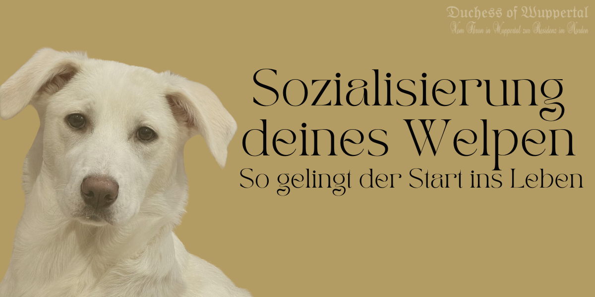 Umzug mit Haustieren, Tipps für Haustierbesitzer, stressfreier Umzug, Haustiere im Umzug, Kimba und Duchess, Umzugsvorbereitung, Hund und Katze umziehen, neue Wohnung für Haustiere, Kauspielzeug für Hunde, Katzen während des Umzugs, Hundeerziehung, Katzenverhalten, Umzugstricks für Haustierbesitzer, Umzug für Hunde und Katzen, ruhiger Umzug mit Tieren, Umzugskartons und Haustiere, Haustiere umziehen, Haustierfreundliche Umzüge, stressfreies Leben mit Haustieren, Haustierbetreuung beim Umzug, Leben mit Hunden und Katzen, neue Umgebung für Haustiere, Umzugstipps für Hundebesitzer, Tipps für Hundetraining, Umzugshelfer für Haustiere, Haustierpflege im Stress, entspannter Umzug mit Tieren, Umzugserfahrungen mit Tieren, Umzugsgeschichten, Umzug und Tierbetreuung, Haustiere sicher im Umzug, Stressreduktion für Haustiere beim Umzug, neue Heimat für Tiere, Kimba und Duchess beim Umzug. Duchess im Lieblinkspark, Schniewindscher Park, Hund und Krähen, entspannter Hundetag, Hundebegegnungen im Park, Duchess mit anderen Hunden, Krähen im Park, Hund und Natur, entspannte Zeit mit Hund, Hundeliebe im Park, Parkabenteuer mit Duchess, Lieblinkspark Elberfeld, Hund und Katze Freundschaft, Balisto der Kater, Ausflüge mit Hund, Hund im Freien, entspannter Parkbesuch, Hund und Vögel beobachten, Natur mit Hund, Hund und Krähen Abenteuer, freundlicher Hund, Duchess im Freien, entspannte Spaziergänge, Hund und Freundschaft, Hund und Katze Abenteuer, Leben mit Hund, Hund und Naturerlebnis, Erlebnisse im Lieblinkspark, Hundetraining im Park, entspannte Stunden im Park, Parkspaziergang mit Hund, Ausflüge mit Hund und Katze. Duchess auf den Rheinwiesen, Düsseldorf Rheinwiesen, Krähenjagd mit Hund, Hund jagt Krähen, Rheinwiesen Düsseldorf mit Hund, Hundesozialverhalten, Duchess und andere Hunde, Balisto und Duchess, Hund und Katze Freundschaft, Duchess und Balisto, Freundschaft zwischen Hund und Katze, Hund jagt Vögel, Krähen und Hunde, Ausflug mit Hund Düsseldorf, Hundewiesen Düsseldorf, Rheinwiesen für Hunde, Duchess und ihre Freunde, Krähenjagd auf den Wiesen, Balisto umgarnt Duchess, Katze und Hund verstehen sich, tierische Freundschaften, offene Hunde, Duchess Freundlich zu Hunden, Hund und Katzenbeziehung, Freundschaft zwischen Haustieren, Rheinwiesen Düsseldorf Krähen, Hundeausflug Düsseldorf, Hunde und Krähen, Duchess und Düsseldorf, Balisto schmiegt sich an Duchess, Tiere kuscheln, lustige Tierfreundschaften, Katze schmiegt sich an Hund, Alltag mit Duchess und Balisto, Rheinwiesen und Hunde, Hundeabenteuer Rheinwiesen, Duchess und ihre Abenteuer, Hund jagt Krähen Düsseldorf. Entspannte Woche, Umzugsruhe, Ruhe vor dem Umzug, Entspannte Hunde, Duchess und Kimba, Alltag mit Hunden, normales Leben mit Hunden, Kündigung Wohnung, Umzugsvorbereitung, Hunde entspannen, Hundealltag, Gassirunden, Hundetraining, normale Woche mit Hunden, Hundepause, Ruhephase mit Hunden, ruhiger Hundealltag, keine besonderen Vorkommnisse, Hunde und Ruhe, Entspannung für Hunde, Vorbereitungen für den Umzug, Ruhe für Duchess und Kimba, entspannte Zeit mit Hunden, Hunde und Alltag, ruhige Gassirunden, Alltag mit Duchess, Alltag mit Kimba, entspannte Hundezeit, keine besonderen Hundeevents, normale Woche mit Haustieren, hundefreundliche Wohnungskündigung, Entspannungspause für Hunde, Vorbereitungen auf den Umzug, Hundepause vor dem Umzug, keine Hunde-Eskapaden, normale Woche ohne Action, ruhige Hundetage, Wohnungskündigung und Umzug, Umzugsplanung mit Haustieren, Entspannung für Haustiere, Hundealltag vor dem Umzug, Umzug nach Norden, neues Zuhause für Duchess, Leben in Norden, Umzug mit Hunden, Wattenmeer, frische Luft Norden, Hunde und Wattenmeer, Hunderegister Niedersachsen, neues Leben für uns, Hausärztliche Versorgung Norden, Umzugstermin 22.10.2024, Urlaub vs. Leben in Urlaubsregion, Natur im Norden, Umzug mit Kimba, neues Revier für Duchess, Niedersachsen Hunderegister, Hundebesitzer in Norden, Hundetraining im Norden, Hundewanderungen Wattenmeer, frische Luft für Hunde, klimatisches Leben im Norden, Hundebesuch in Norden, zentralisiertes Hunderegister, Neubeginn in Urlaubsregion, Umzugserfahrungen mit Haustieren, Hundetraining in Urlaubsregion, Umzugserfahrung mit Duchess, familiäre Veränderungen durch Umzug, freundliches Klima für Hunde, Nordsee und Hunde, Leben in Niedersachsen, Umzug in die Natur, Revierwechsel für Hunde, Hundebetreuung nach Umzug, Umzug mit Haustieren, Hunderegister Deutschland, Haustiere und Umzug, Hundefreundliches Norden, neues Leben für Duchess, neue Umgebung für Kimba, Haustierfreundliches Niedersachsen, Abenteuer Umzug mit Hunden Duchess im Exil, Hund Umzug, Haustiere im neuen Zuhause, Wuppertal Hund, neues Zuhause mit Hund, Hundebesichtigung, neues Haus mit Hund, Hund in Norden, Duchess, Hund und Umzug, Kimba und Duchess, Hund und Katze zusammen, Haustier harmonisch zusammenleben, Hundebetreuung, Hundeblog, Umzug mit Hunden, Hund im Fokus, Hund und Stadtwechsel, Hundeliebe, Hundeerziehung, Hund sozialisieren, neue Umgebung für Hund, Hundestress vermeiden, Hundekumpels, Haustiere integrieren, Umzug mit Haustieren, Wuppertaler Hund, Hundebesitzer in Wuppertal, Hundetraining im neuen Zuhause, Hundesozialisierung, Hund im Mittelpunkt, Hundetraining und Umzug, Hundeverhalten bei Umzug, Hund im neuen Haus, Hund und Katzen im neuen Heim, Hundebetreuung Tipps, Hunde und Katzen zusammenführen, stressfreier Umzug mit Hund, stressfreier Umzug mit Haustieren, Wuppertal Umzug mit Hund, harmonisches Zusammenleben Haustiere, Hund und Wohnungssuche Abschied von Duchess, Besuch Norddeich, Kimba und Duchess, Hundebetreuung Wuppertal, Duchess im Zug, Rückfahrt mit Hund, Hundetipps Zugreise, Oldtimerausstellung Norddeich, Hundewelpe Erziehung, Duchess und Kimba, Hund Sozialisierung, Duchess Erfahrung Zug, Hund an Autos gewöhnen, Welpentraining Norddeich, Hundeverhalten Tipps, Welpenfreundschaft, Wiedersehen Hund und Katze, Welpe Zugfahrt, Kimba Reaktion, Duchess Hundebesuch, Verabschiedung Hund, Hundetraining Wuppertal, Kimba Duchess Begrüßung, Duchess Reaktion Abschied, Hundeverhalten Besuch, Hund in Norddeich, Oldtimerausstellung mit Hund, Besuchstage mit Hund, Hund an Reisen gewöhnen, Hund und Welpe Freundschaft, Duchess und Norddeich, Rückfahrt mit Welpe, Hundesozialisierung, Abschied Pipi Augen, Oldtimer Wuppertal, Hundebetreuung Norddeich, Duchess und Dennis, Hund und Verabschiedung, Besuchstage Hund, Hundereisen Planung, Hundeausflug Norddeich, Besuch und Verabschiedung Hund #ErsteTageDuchess #WärmeUndGeborgenDuchess der Hund Hundebesuch mit Duchess Duchess in Norddeich Urlaub mit Duchess Duchess am Hundestrand Duchess im Zug Zugreise mit Duchess Duchess und ihre Abenteuer Duchess und Familienzeit Duchess beim Hundetraining Duchess bei Oma Biggi Duchess und Kimba Duchess’ Urlaubserlebnisse Duchess im Urlaub Duchess am Strand Hundeurlaub mit Duchess Duchess’ Reise nach Norddeich Duchess und die Nordsee Duchess erkundet Norddeich Duchess und die Ferienwohnung Duchess am Hundestrand Norddeich Duchess beim Spielen Duchess’ Strandtage Duchess und die Zugfahrt Duchess und die Natur Duchess im Familienurlaub Duchess auf Reisen Duchess und Dennis Duchess’ Lieblingsorte in Norddeich Duchess und ihre neuen Freunde heit #DuchessSanfterStart #WelpenLiebe #KuscheligeTage #DuchessErfahrungen #GeborgenheitFürWelpen #SanfteEingewöhnung #DuchessZuhause #WelpenWohlfühlen #KleineDuchess #NeuesWelpenleben #DuchessErsteMomente #WarmeBegrüßung #DuchessLebensstart #WelpenGeborgenheit #BehaglicheMomente #DuchessUndFamilie #WelpenWärme #DuchessSanfteMomente #KuscheligeWelpen #WelpenEingewöhnung #DuchessKuschelzeit #WarmesZuhause #WelpenWohlfühlstart #DuchessLiebe #DuchessErsteTage Bootsausflug mit Hund, Hundebootsausflug, Park Stadsblokken, Hund und Boot, Hundeausflug Niederlande, Urlaub mit Hund, Hundeabenteuer, Hundespaß im Park, Hunde und Boot, Bootsfahrt mit Hund, Kimba und Duchess, Hundetag im Park, entspannt mit Hund reisen, Hundesozialisierung, Hundeausflug planen, Hundebegleiter auf Reisen, stressfreie Bootsfahrt mit Hund, Bootstour mit Hund, Hunde spielen im Park, Tipps für Hundeausflüge, Hundetrainingsmethoden, Hund und Wasser, hundefreundliche Parks, Bootstour mit Welpen, Welpenerziehung unterwegs, Tipps für Ausflüge mit Welpen, Hundetipps für Anfänger, Hund auf Reisen, Hund im Urlaub, Hund und Natur, Reisen mit Hund, Hund und Umwelt, Welpe auf Entdeckungstour, stressfreie Zugfahrten mit Hund, Hund und Zugfahrt, Reisetipps für Hundehalter, Hund im Zug, Welpe auf Boot, Training für Hundeausflüge, Hundeblog, Hund auf Bootstrip Wohnungsbesichtigung in Norden, neues Zuhause mit Hunden, Norder Tief, Naturschutzgebiet Langhäuser Tief, Traumwohnung für Hundebesitzer, Haustiere und neues Zuhause, mündliche Zusage Wohnung, Umzug mit Hunden, ideales Zuhause für Hunde, perfekte Wohnung für Haustiere, Wohnung mit großem Garten, ruhige Wohnung mit Haustieren, Hundespaziergang Norder Tief, Wohnungssuche mit Hunden, Haustierfreundliche Wohnung Norden, ideale Wohnung für Hundeliebhaber, Familienwohnung mit Haustieren, hundefreundliches Zuhause, mündliche Zusage Wohnungsbesichtigung, Leben mit Hunden, Wohnung für Katzen und Hunde, Naturspaziergang mit Hund, lange Zugfahrt mit Hunden, Gruppenkuscheln auf der Couch, Erkundungstour mit Hunden, neues Zuhause in Norden, Familie mit Haustieren, neue Wohnung mit Haustieren, Hundeerziehung im neuen Zuhause, perfekte Wohnung für Duchess und Kimba, Haustierglück im neuen Zuhause, tierfreundliches Wohnen in Norden, Norder Tief und Haustiere, Zugreise mit Haustieren, lange Zugfahrt mit Hunden, hundefreundliches Zuhause in Norden, Katzenfreundliche Wohnung, Traumwohnung für Hund und Katze, neues Heim für Familie und Tiere, harmonisches Zusammenleben mit Haustieren, lange Zugreise mit Hund, naturnahes Leben mit Haustieren, Haustiere im neuen Zuhause, ruhiges Leben mit Haustieren, glückliches Wohnen mit Hund und Katze Duchess Abenteuer, Duchess Hund, Duchess bei Roberto, Welpe und Zerstörung, Hund allein zu Hause, Tierhalterhaftpflicht Welpe, Welpenchaos, Hundeerziehung, Kimba und Duchess, Roberto und die Hunde, Langeweile beim Hund, Hundetraining, Duchess und Kimba Abenteuer, Wiedersehensfreude Hund, Duchess Berlin, Hund Berlin, Berlin CSD Hund, Welpenbetreuung, Welpen Langeweile, Hund Türe anknabbern, Hund Wolldecke zerstören, Hund Linoleumboden kaputt, Tierhaftpflichtversicherung, Duchess Geschichte, Duchess und Nachbar, Nachbar passt auf Hunde auf, Hund Pipi vor Freude, Hund zerstört Linoleum, Welpe zerstört Zuhause, Hund allein zuhause, Hund Langeweile verhindern, Haustür Hund anknabbern, Roberto Haustür, Welpe und Haustierhaftpflicht, Kimba Abenteuer, Duchess Welpenabenteuer, Hund beim Nachbarn, Hundebetreuung, Duchess CSD, Duchess in Berlin, Duchess bei Nachbar, Roberto und Kimba, Chaos mit Welpe
