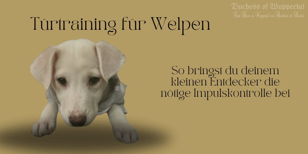 Das Training an Türen ist entscheidend für die Sicherheit deines Welpen 🐾🚪. Hier lernst du, wie du deinem kleinen Entdecker die nötige Impulskontrolle beibringst – Schritt für Schritt! Türtraining Welpen, Welpen Impulskontrolle, Hund an Türen trainieren, offene Tür Hund, Welpenerziehung Türen, Hund ruhig an Türen, Welpen Gehorsam, Impulskontrolle Hund, Hundetraining Türen, Welpentraining zuhause, Türtraining für Hunde, Hund impulsiv, Hund Geduld üben, Welpe an Tür halten, Hund Sicherheit Türen, Leinenführung Türen, Welpen ruhig an Türen, Gehorsam Hund, Training Türen Hund, Leinenkontrolle Hund, Hund Grenzen lernen, Hunde Körpersprache, Welpen Grenzen setzen, Welpentraining Übungen, Hund Impulskontrolle verbessern, Hund Leckerli Türtraining, Türen Training für Welpen, Welpen ruhig halten, Hund draußen ruhig, Türen Training für Hunde, Hund Türen kontrollieren, Gehorsam Welpen, Hund zu Hause trainieren, Welpe lernt Impulskontrolle, Hund ruhig bei offenen Türen, Hundeerziehung Türtraining, Welpe Türen beherrschen, Training Haustür Hund, Welpe an Haustür gewöhnen, Hund lernt Impulse zu kontrollieren