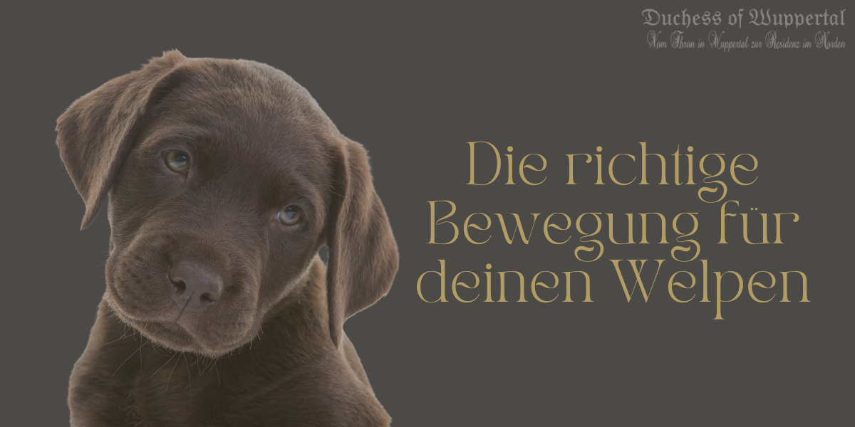 Hey du! Hast du auch einen kleinen Wirbelwind zu Hause, der voller Energie steckt? Das ist großartig! Regelmäßige Bewegung ist super wichtig für unseren pelzigen Freund, um fit und gesund zu bleiben. Aber wie viel Bewegung ist wirklich nötig? Und wann solltest du mit dem Training anfangen? Lass uns gemeinsam in die spannende Welt der Welpenbewegung eintauchen! Welpenbewegung, Welpentraining, Hund Bewegung, Welpen Spaziergänge, gesunde Welpen, Welpen Fitness, Hundesport für Welpen, Welpen Erziehung, Bewegung für Hunde, Welpen Aktivitäten, frühes Welpentraining, Hundeerziehung, Welpenbesitzer Tipps, gesundes Wachstum von Welpen, Hundegesundheit, spielerisches Training, Hundepausen, Welpen und Hitze, Hundeverhalten, Welpen Spielen, Welpen Spiele, Welpen Ruhezeiten, Hundepflege, Hundepausen, Bewegung für junge Hunde, gesunde Hunderasse, Hundeerziehung Tipps, Welpenaufzucht, Welpen und Familien, Hundebewegung Tipps, Welpenentwicklung, aktive Hunderassen, Hundeerziehung Tipps, Welpen und Spielzeug, Welpen körperliche Aktivität, Welpen Bewegung regulieren, Welpen Sicherheit, Hundetraining, verantwortungsvolle Hundehaltung, Welpen Auslastung, Hundebewegung steigern.