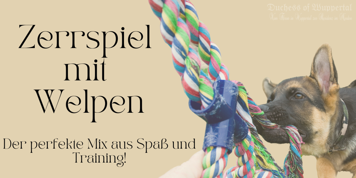 Hey, du kennst das bestimmt – Welpen sind kleine Energiebündel, die gefühlt nie müde werden! 🐶 Du suchst nach einer tollen Möglichkeit, deinem kleinen Vierbeiner nicht nur Spaß zu bereiten, sondern auch gleichzeitig wichtige Gehorsamkeitsübungen zu integrieren? Das Zerrspiel ist hier der perfekte Ansatz! 🚀 Zerrspiel mit Welpen, Welpentraining, Welpenspielzeug, Gehorsamstraining Welpen, Spaß mit Welpen, Welpen richtig trainieren, Aggression Welpen, Welpentraining Tipps, Welpen energiegeladen, Welpe loslassen Kommando, Kommando "Lass es fallen", Welpentraining zuhause, Welpenspiel Tipps, positive Verstärkung Welpe, Welpenerziehung, Welpen richtig spielen, Zerrspiel Mythos, Hund und Welpe spielen, Welpen beschäftigen, Training mit Welpen, Welpenspielideen, Welpen beibringen loszulassen, Welpen Kommunikation, Spielzeug für Welpen, Trainingstipps für Welpen, Welpen aktiv beschäftigen, Zerrspiel Vorteile, spielerisches Training Welpen, Hundespielzeug, Hund und Welpe Training, Welpentraining zu Hause, richtig mit Welpen spielen, Welpen und Gehorsam, Spielideen Welpen, Welpen-Spielzeuge, sicheres Spielen mit Welpen, Tipps für Welpenspiele, Training für große Rassen Welpen, Energieabbau bei Welpen.