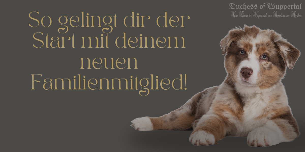 Einen kleinen Welpen bei sich aufzunehmen, ist so aufregend, oder? Dieses kleine Fellknäuel, das so neugierig die Welt entdeckt, bringt unglaublich viel Freude – aber auch die eine oder andere Herausforderung mit sich. Denn so süß sie sind, Welpen brauchen auch viel Aufmerksamkeit und Erziehung, um zu glücklichen, ausgeglichenen Hunden heranzuwachsen. Doch keine Sorge! Mit einem guten Plan und der richtigen Einstellung wirst du diese Zeit rocken. Hier findest du die besten Tipps, um die ersten Monate mit deinem Welpen zu einem Erfolg zu machen.Welpentraining, Welpenerziehung, Welpen sozialisieren, Welpen-Kommandos, Hundetraining für Anfänger, Welpen belohnen, Welpenschule, Erziehungstipps Hund, Welpen liebevoll erziehen, Gehorsamstraining Welpe, Hundewelpen richtig erziehen, Hund richtig trainieren, Hundetraining Tipps, Hundewelpen Sozialisation, Welpe lernt Sitz, Konsequenz Hundetraining, Welpen Training Plan, Welpen Entwicklungsphasen, Welpenverhalten, Hundewelpen beißen abgewöhnen, Welpen stubenrein machen, Welpen beißen verhindern, Wie erzieht man einen Welpen, Geduld Hundetraining, Welpentraining für Anfänger, Welpen positiv verstärken, Hundetraining Belohnung, Welpe lernt Kommandos, Hundeanfänger Training, Welpen lernen Grenzen, Welpen Leckerli Training, Welpenerziehung Ratgeber, Welpentraining Tipps, Welpen Sozialisierung Anleitung, Welpenkurse, Welpen Kommandos beibringen, Welpe lernt Gehorsam, Erziehung Hundewelpen