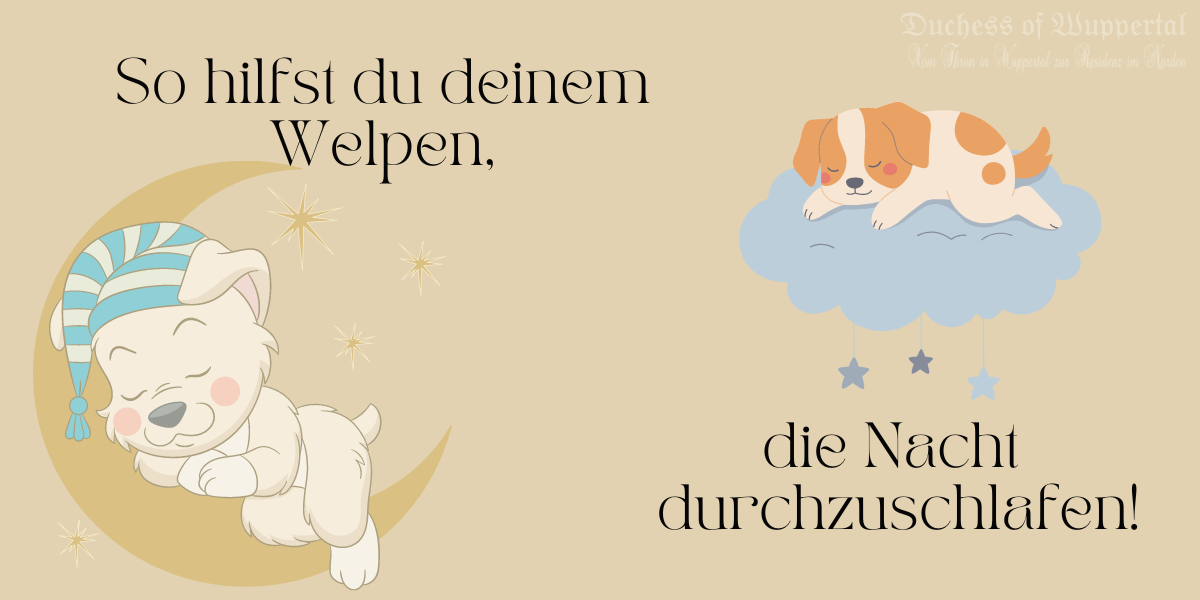 Herzlichen Glückwunsch zu deinem neuen vierbeinigen Freund! 🐾 Ein Welpe bringt so viel Freude und Liebe in dein Zuhause. Aber mal ehrlich, nach einem Tag voller Spielen und Kuscheln kann die Nacht zur echten Herausforderung werden, oder? Wenn dein süßer Welpe plötzlich in ein Orchester aus Winseln, Jaulen und Bellen ausbricht, während du ins Bett gehst, ist das ganz normal. Aber keine Sorge, mit ein paar einfachen Tipps kannst du die Anzahl der schlaflosen Nächte reduzieren und deinem Welpen helfen, sich sicher und geborgen zu fühlen. Lass uns gemeinsam herausfinden, wie du das schaffst!