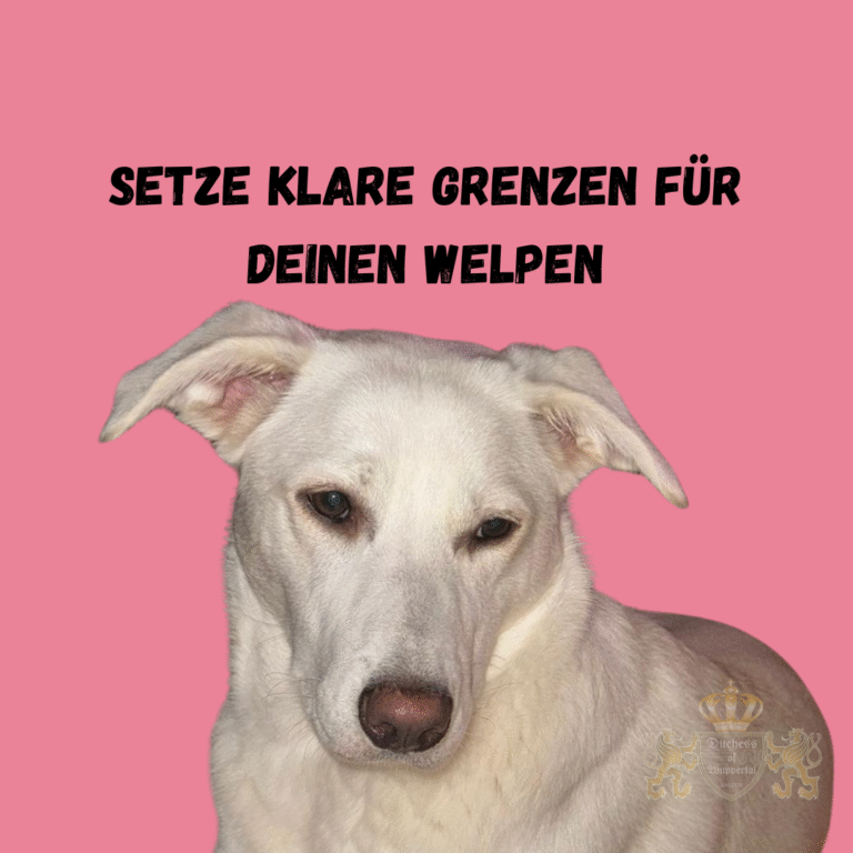 Welpen brauchen klare Grenzen, um sicher und gut erzogen aufzuwachsen. In diesem Artikel erfährst du, warum es wichtig ist, deinem Welpen von Anfang an Grenzen zu setzen und wie du dies erfolgreich umsetzt. Erfahre, warum Welpen Grenzen brauchen und wie du deinem Hund klare Regeln setzen kannst, um ihn sicher und erfolgreich zu erziehen. Welpen Grenzen setzen, Warum Welpen Grenzen brauchen, Welpenerziehung Grenzen, Welpen Regeln beibringen, Welpen klare Grenzen, Hundewelpen Grenzen, Welpen Erziehung Tipps, Welpen Disziplin, Grenzen für Welpen, Welpen Grenzen Erziehung, Welpen Disziplin beibringen, Erziehung von Welpen, Welpen klare Regeln, Regeln für Hundewelpen, Welpen erziehen, Welpen Verhalten, Welpen Grenzen verstehen, Welpen Sicherheit durch Grenzen, Welpen richtig erziehen, Welpen klare Regeln wichtig, Welpen Sozialisation, Welpen Grenzen und Regeln, Welpen beibringen was erlaubt ist, Welpen verstehen lernen, Regeln für Welpen wichtig, Welpenerziehung mit Grenzen, Hundewelpen Grenzen lernen, Welpen Regeln und Disziplin, Welpen Grenzen setzen wichtig, Welpen erziehen leicht gemacht, Welpen und klare Regeln, Welpen Training mit Regeln, Welpenverhalten verbessern, Welpen Regeln und Sicherheit, Welpen gut erziehen.