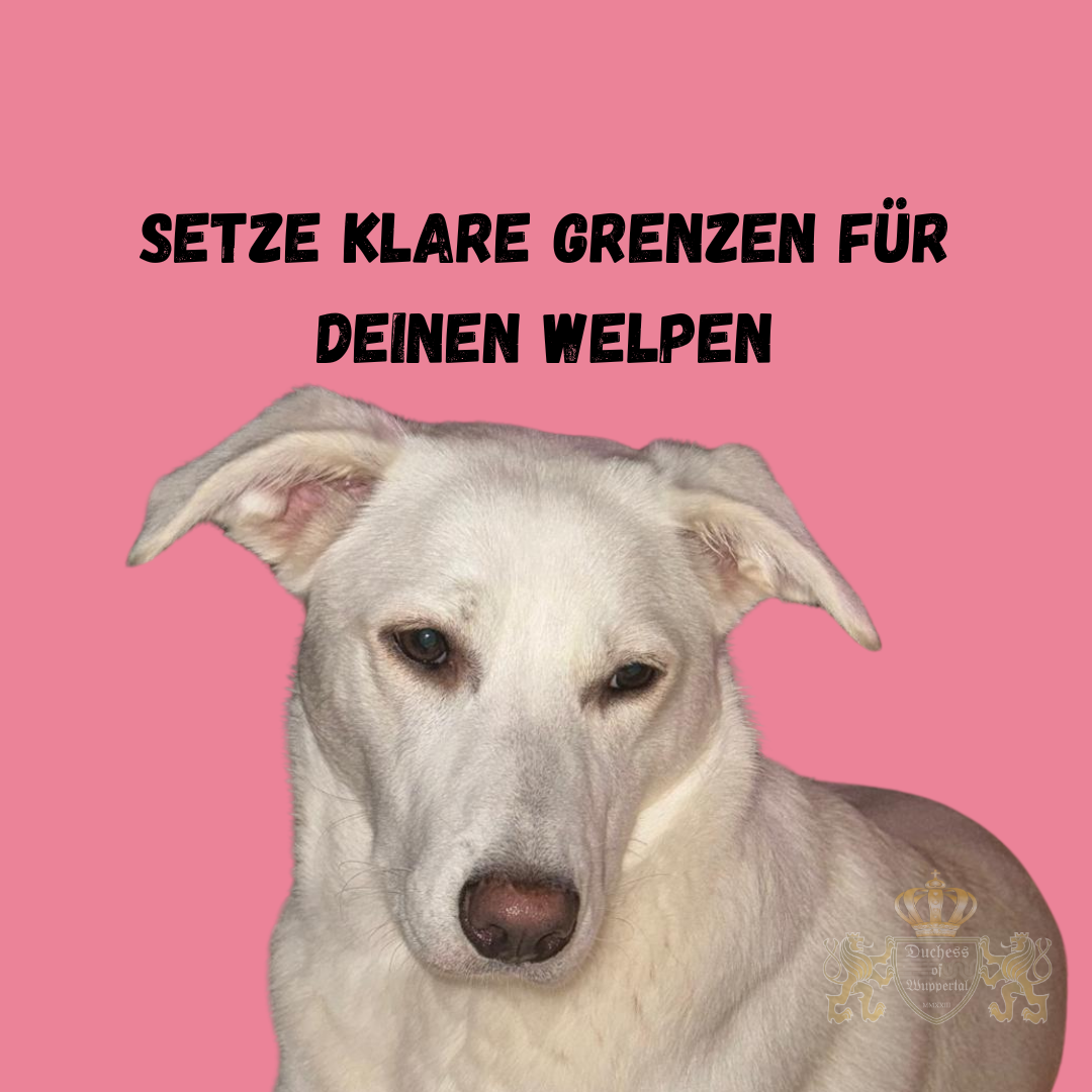 Welpen brauchen klare Grenzen, um sicher und gut erzogen aufzuwachsen. In diesem Artikel erfährst du, warum es wichtig ist, deinem Welpen von Anfang an Grenzen zu setzen und wie du dies erfolgreich umsetzt. Erfahre, warum Welpen Grenzen brauchen und wie du deinem Hund klare Regeln setzen kannst, um ihn sicher und erfolgreich zu erziehen. Welpen Grenzen setzen, Warum Welpen Grenzen brauchen, Welpenerziehung Grenzen, Welpen Regeln beibringen, Welpen klare Grenzen, Hundewelpen Grenzen, Welpen Erziehung Tipps, Welpen Disziplin, Grenzen für Welpen, Welpen Grenzen Erziehung, Welpen Disziplin beibringen, Erziehung von Welpen, Welpen klare Regeln, Regeln für Hundewelpen, Welpen erziehen, Welpen Verhalten, Welpen Grenzen verstehen, Welpen Sicherheit durch Grenzen, Welpen richtig erziehen, Welpen klare Regeln wichtig, Welpen Sozialisation, Welpen Grenzen und Regeln, Welpen beibringen was erlaubt ist, Welpen verstehen lernen, Regeln für Welpen wichtig, Welpenerziehung mit Grenzen, Hundewelpen Grenzen lernen, Welpen Regeln und Disziplin, Welpen Grenzen setzen wichtig, Welpen erziehen leicht gemacht, Welpen und klare Regeln, Welpen Training mit Regeln, Welpenverhalten verbessern, Welpen Regeln und Sicherheit, Welpen gut erziehen.