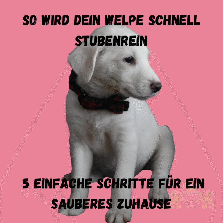 Lerne, wie du deinen Welpen erfolgreich aufs Töpfchen bringst. Effektive Tipps und Techniken für die richtige Töpfchenerziehung deines Welpen. Du hast einen neuen Welpen und fragst dich, wie du ihn aufs Töpfchen bringen kannst? In diesem Artikel erfährst du Schritt für Schritt, wie du deinen Welpen effektiv an das Töpfchentraining heranführst. Die Töpfchenerziehung ist eine der wichtigsten Aufgaben in der Welpenerziehung. Wir zeigen dir die besten Methoden, um deinen Welpen aufs Töpfchen zu bringen und dabei Missgeschicke zu vermeiden. Welpen aufs Töpfchen bringen, Welpen Töpfchentraining, Welpen stubenrein, Töpfchenerziehung Welpen, Welpen Stubenreinheit, Welpen Töpfchen Anleitung, Welpen Stubenreinheit Tipps, Welpen Erziehung, Welpen Stubenrein machen, Welpen Töpfchentraining Techniken, Welpen Töpfchentraining Fehler vermeiden, Töpfchenerziehung Welpen erfolgreich, Hund Töpfchen, Welpen Töpfchentraining Ratgeber, Welpen Erziehung Töpfchen, Welpen Stubenreinheit schnell, Welpen Sauberkeitstraining, Welpen richtig aufs Töpfchen bringen, Welpen Erziehung Töpfchen Tipps, Welpen sauber machen, Hund Stubenrein, Welpen Stubenreinheit Anleitung, Welpen Stubenrein Techniken, Welpen Töpfchen Training, Welpen Töpfchentraining ohne Stress, Welpen Stubenreinheit Fehler vermeiden, Hund Töpfchen Training, Welpen Erziehung, Welpen aufs Klo bringen, Welpen Töpfchen Tipp, Welpen Töpfchen Training Fehler, Welpen Töpfchentraining Anleitung, Hund Stubenreinheit Tipps, Welpen schnell stubenrein, Hund Töpfchenerziehung, Welpen stubenrein machen, Welpen Stubenrein Tipps, Welpen Stubenreinheits Training