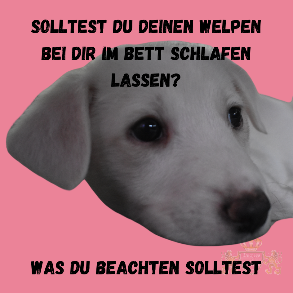 Erfahren Sie, ob es sinnvoll ist, Ihren Welpen im Bett schlafen zu lassen. Entdecken Sie Vor- und Nachteile für eine gute Entscheidung für Ihren Welpen.Die Frage, ob Sie Ihren Welpen im Bett schlafen lassen sollten, ist wichtig für die Welpenerziehung. In unserem Artikel erfahren Sie, ob es sinnvoll ist, Ihren Welpen im Bett schlafen zu lassen, welche Vorteile und Herausforderungen dies mit sich bringt und wie Sie eine informierte Entscheidung treffen können. „Welpen im Bett schlafen lassen“ kann sowohl positive als auch negative Auswirkungen haben, die es zu berücksichtigen gilt. Welpen im Bett schlafen lassen, Welpen Bett, Hunde Bett, Welpen Schlafplatz, Welpen Erziehung, Hundeschlafplatz, Vorteile Welpen im Bett, Nachteile Welpen im Bett, Hundetraining Bett, Welpen Schlafgewohnheiten, Hunde Erziehung Tipps, Welpen Schlafposition, Hund im Bett, Welpen Schlafprobleme, Hund im Schlafzimmer, Welpen Bett Training, Welpen Schlaf Tipps, Hunde Bett Regeln, Hund im Schlafraum, Welpen Schlafplatz Tipps, Welpen Komfort, Hunde Erziehung im Bett, Welpen Bett Vorteile, Hundeschlafgewohnheiten, Welpen Schlafumgebung, Welpen Erziehung Ratgeber, Welpen im Schlafzimmer, Hund Training Bett, Welpen Schlafgewohnheiten Regeln, Welpen Bett Ratgeber, Hunde Schlafplatz, Hundeschlafplatz Tipps, Welpen Schlafgewohnheiten Tipps, Hunde Schlafraum, Welpen Bett Erziehung, Hund im Bett Erziehung, Welpen Training Tipps, Welpen Schlaf Komfort, Hunde Schlafumgebung, Welpen im Bett Vor- und Nachteile