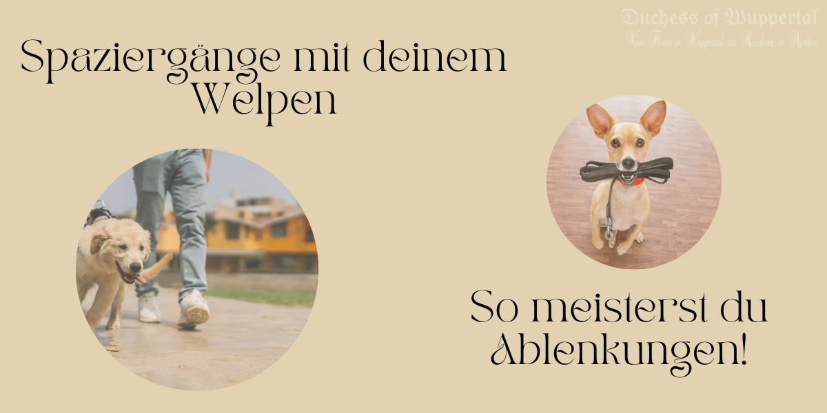 🎉 Herzlichen Glückwunsch! Du hast das Gehen an der Leine und das „Bei Fuß“ schon geübt. Jetzt wird’s spannend, denn es ist an der Zeit, diese Lektionen auf echte Spaziergänge in deiner Nachbarschaft anzuwenden! Bevor wir uns in die Welt der Abenteuer stürzen, stelle sicher, dass du das Gehen an der Leine mit deinem kleinen Fellball noch einmal wiederholt hast. Bereit? Lass uns loslaufen! Spaziergänge mit Welpen, Leinenführung, Welpentraining, Hundespaziergänge, Ablenkungen meistern, „Bubble Out“-Technik, Hundeerziehung, Leckerli-Tricks, „Bei Fuß“ trainieren, Hundekommandos, Welpenfokus, Trainingstipps für Hunde, Spaziergangstipps, positive Verstärkung, Sozialisierung von Welpen, Hund und Mensch Beziehung, ruhige Spaziergänge, Hundeausbildung, Welpen auslasten, Hundesport, Welpen motivieren, entspannte Spaziergänge, Hundetraining im Freien, Ablenkungen im Alltag, Welpenziehung, Hundeleben, Welpenanfänger, Hundeabenteuer, Hundebesitzer, Hundeschule, Hundetricks, Hundeerziehungstipps, Leinenführungsübungen, Gehorsamstraining, Hundespaziergang-Techniken, Outdoor-Abenteuer mit Hunden