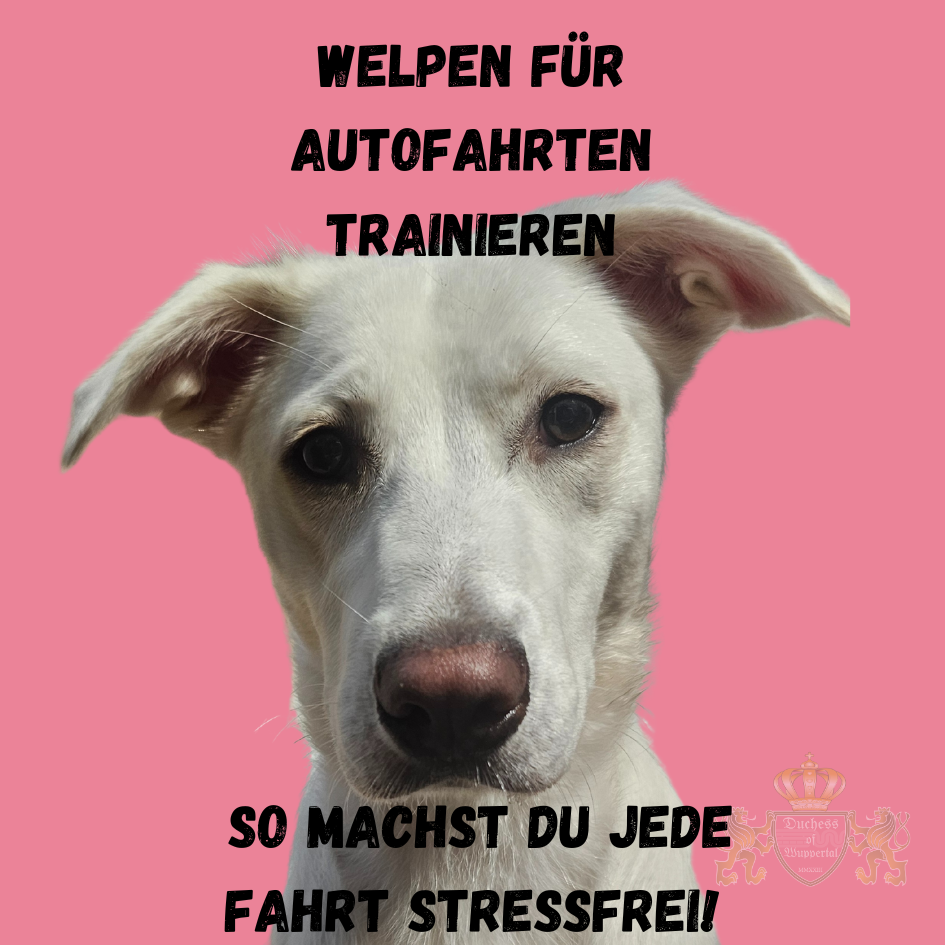 Lerne, wie du deinen Welpen für Autofahrten trainierst! Hol dir Tipps zur Sicherheit, Vermeidung von Reisekrankheit und zur Gewöhnung deines Welpen an das Auto. Wenn du wissen möchtest, wie du deinen Welpen für Autofahrten trainierst, bist du hier genau richtig. Wir geben dir praktische Tipps zur Sicherheit, zur Gewöhnung und zur Vermeidung von Reisekrankheit. Lies weiter, um stressfreie Autofahrten mit deinem Welpen zu genießen. Welpen für Autofahrten trainieren, Welpen im Auto sicher, Autofahrten mit Welpen, Welpenreisekrankheit, Autofahren mit Hund, Welpen sicher im Auto, Welpenautotransport, Hundetraining Autofahrten, Welpenverhalten Auto, Tipps für Autofahrten mit Welpen, Welpen an Auto gewöhnen, Sicherheitsvorkehrungen Auto Hund, Welpenautotraining, Reisekrankheit bei Welpen, Hundetraining Sicherheit Auto, Welpen im Auto entspannen, Welpenreise Tipps, Auto Box für Welpen, Welpen im Auto beruhigen, Auto für Welpen vorbereiten, Leckerlis für Welpen unterwegs, Welpenautotipps, Hundetraining für Autofahrten, Welpenreisen stressfrei, Welpenfreundliches Autofahren, Auto Leckerlis Hund, Welpen gut im Auto, Auto Gewöhnung Welpen, Welpen Sicherheit, Kauspielzeug für Welpen, Welpenautofahrten optimieren, Hundeschutz Auto, Welpenanpassung Auto.